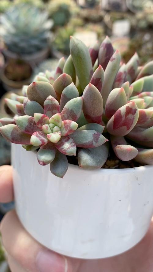 天锦章属怎么养,天锦纯k-第3张图片-优品飞百科 天锦章属怎么养,天锦纯k-第3张图片-优品飞百科