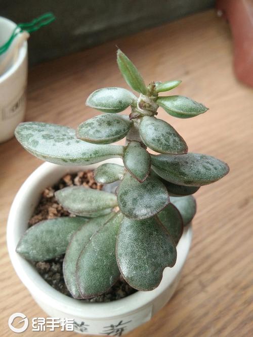 天锦章属怎么养,天锦纯k-第4张图片-优品飞百科 天锦章属怎么养,天锦纯k-第4张图片-优品飞百科