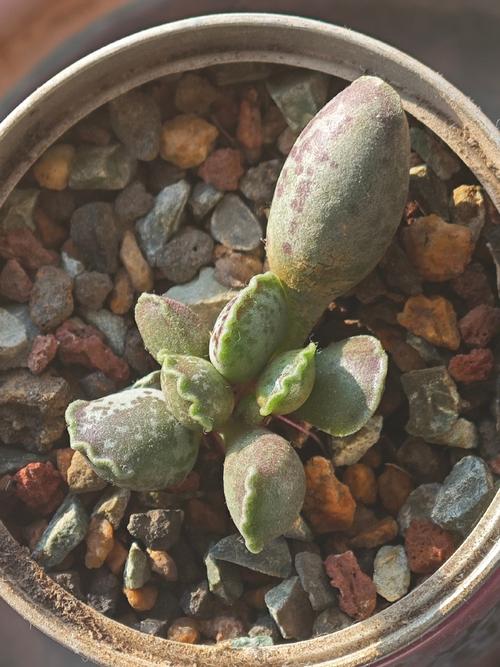 天锦章属怎么养,天锦纯k-第5张图片-优品飞百科 天锦章属怎么养,天锦纯k-第5张图片-优品飞百科