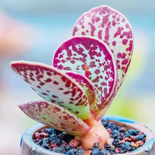 天锦章属怎么养,天锦纯k-第6张图片-优品飞百科 天锦章属怎么养,天锦纯k-第6张图片-优品飞百科