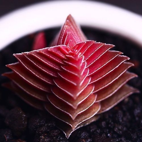 茜之塔多肉怎么养？多肉茜之塔好养吗？