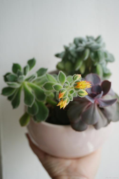 茜之塔多肉怎么养？多肉茜之塔好养吗？-第2张图片-优品飞百科