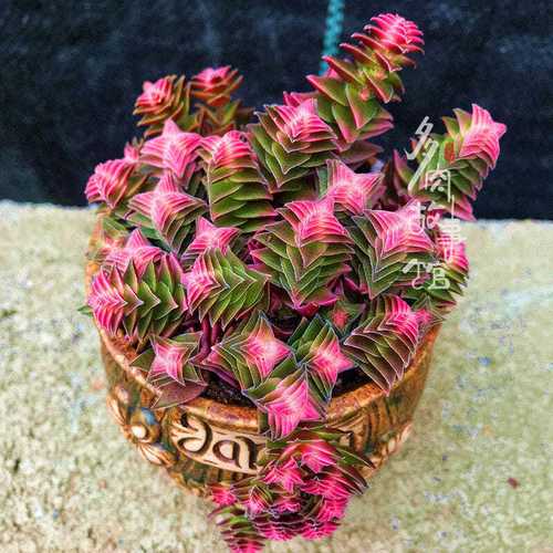 茜之塔多肉怎么养？多肉茜之塔好养吗？-第3张图片-优品飞百科