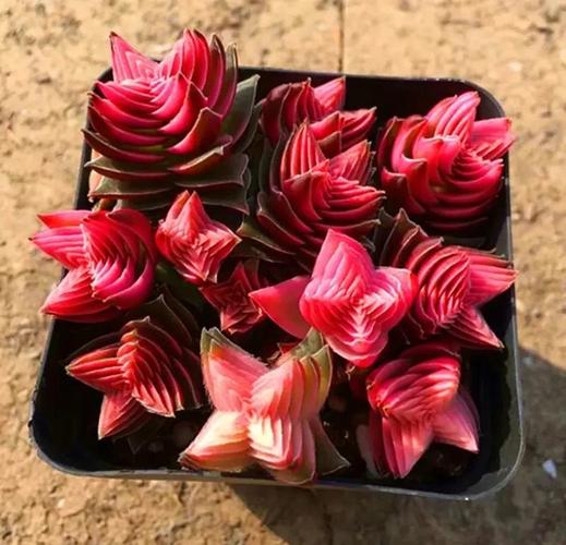 茜之塔多肉怎么养？多肉茜之塔好养吗？-第4张图片-优品飞百科