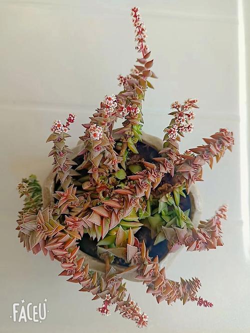 茜之塔多肉怎么养？多肉茜之塔好养吗？-第5张图片-优品飞百科