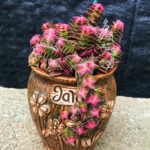 茜之塔多肉怎么养？多肉茜之塔好养吗？-第7张图片-优品飞百科