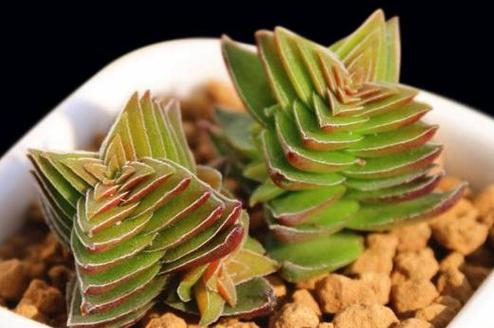 茜之塔多肉怎么养？多肉茜之塔好养吗？-第8张图片-优品飞百科