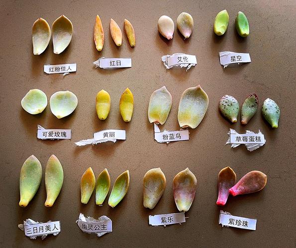 多肉这么扦插，多肉扦插的方法和注意事项？