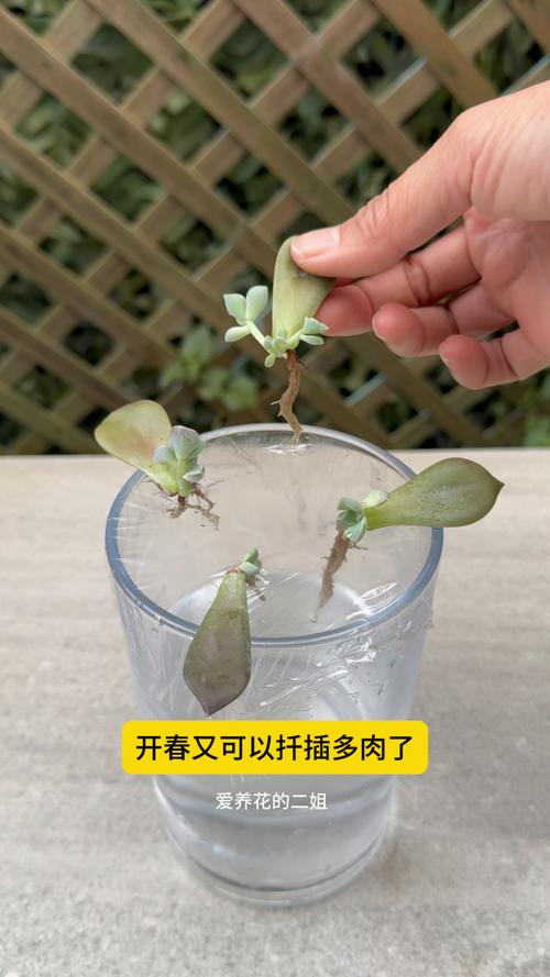 多肉这么扦插,多肉扦插的方法和注意事项?-第2张图片-优品飞百科 多肉这么扦插,多肉扦插的方法和注意事项?-第2张图片-优品飞百科