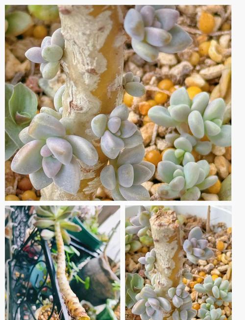 多肉这么扦插,多肉扦插的方法和注意事项?-第3张图片-优品飞百科 多肉这么扦插,多肉扦插的方法和注意事项?-第3张图片-优品飞百科