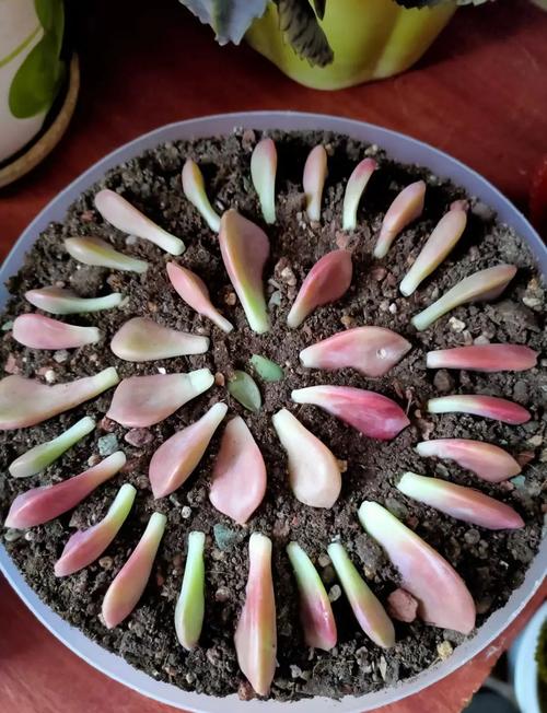 多肉这么扦插,多肉扦插的方法和注意事项?-第4张图片-优品飞百科 多肉这么扦插,多肉扦插的方法和注意事项?-第4张图片-优品飞百科