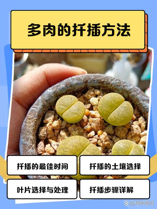 多肉这么扦插,多肉扦插的方法和注意事项?-第5张图片-优品飞百科 多肉这么扦插,多肉扦插的方法和注意事项?-第5张图片-优品飞百科