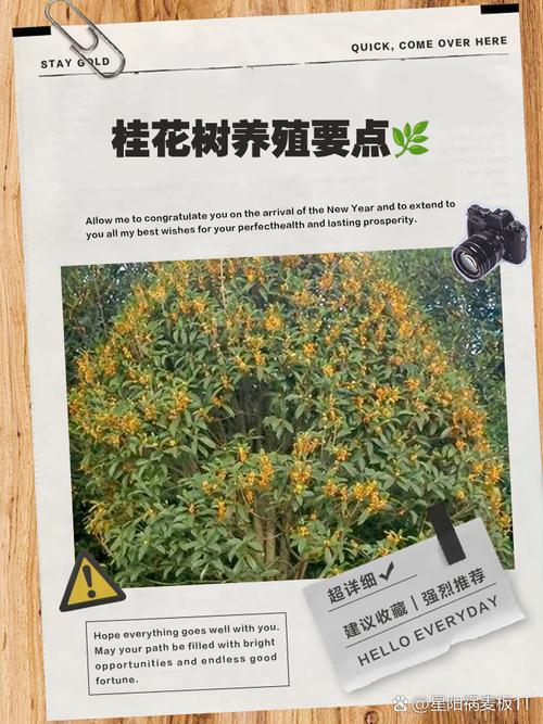 桂花树怎么养才长得好，桂花树怎么养才长得好视频？