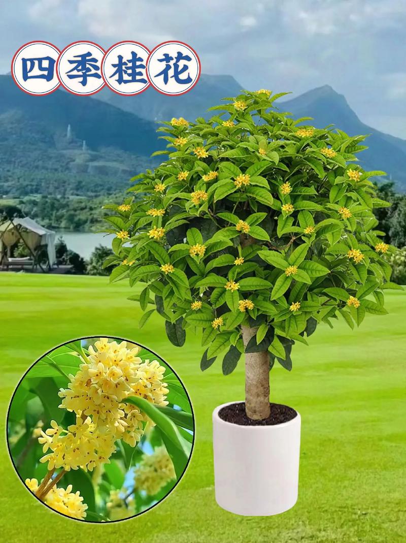 桂花树怎么养才长得好，桂花树怎么养才长得好视频？-第2张图片-优品飞百科