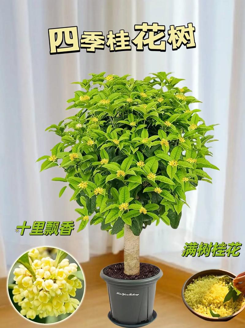 桂花树怎么养才长得好，桂花树怎么养才长得好视频？-第3张图片-优品飞百科