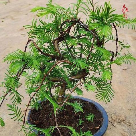 水杉盆景养殖方法，水杉盆景养殖方法和注意事项？