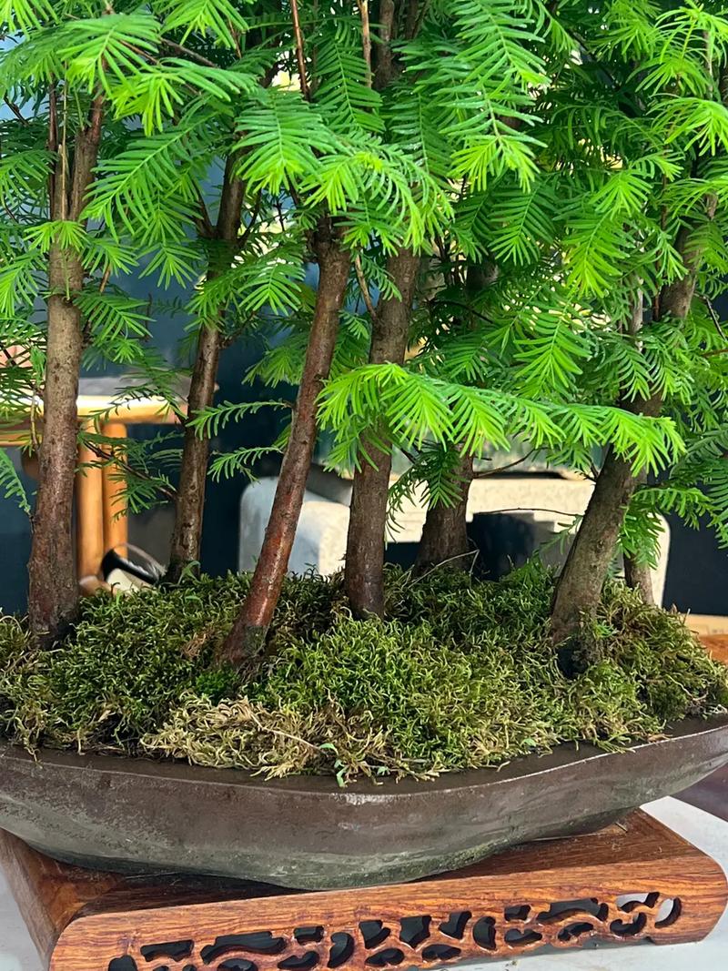 水杉盆景养殖方法,水杉盆景养殖方法和注意事项?-第3张图片-优品飞百科 水杉盆景养殖方法,水杉盆景养殖方法和注意事项?-第3张图片-优品飞百科