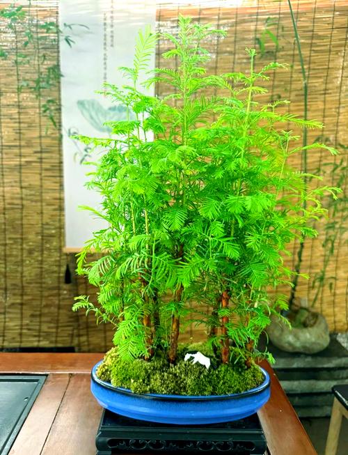 水杉盆景养殖方法,水杉盆景养殖方法和注意事项?-第2张图片-优品飞百科 水杉盆景养殖方法,水杉盆景养殖方法和注意事项?-第2张图片-优品飞百科