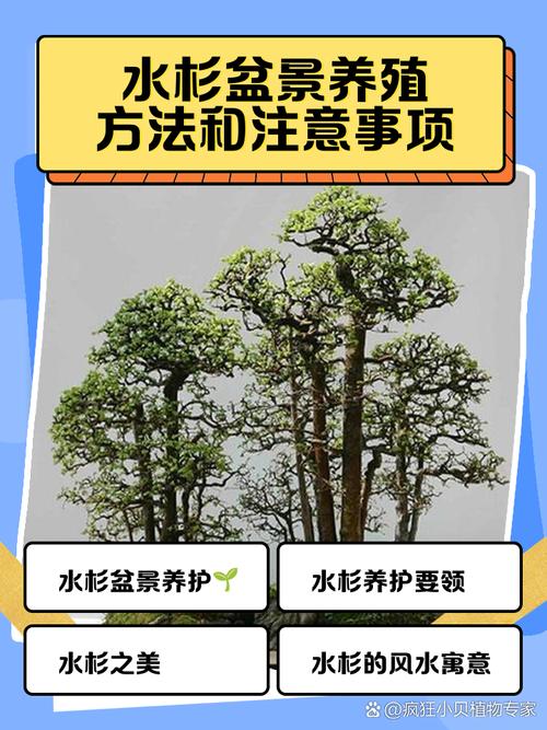 水杉盆景养殖方法,水杉盆景养殖方法和注意事项?-第4张图片-优品飞百科 水杉盆景养殖方法,水杉盆景养殖方法和注意事项?-第4张图片-优品飞百科