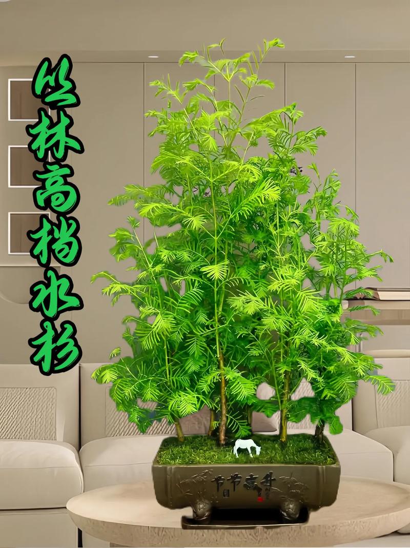 水杉盆景养殖方法,水杉盆景养殖方法和注意事项?-第5张图片-优品飞百科 水杉盆景养殖方法,水杉盆景养殖方法和注意事项?-第5张图片-优品飞百科