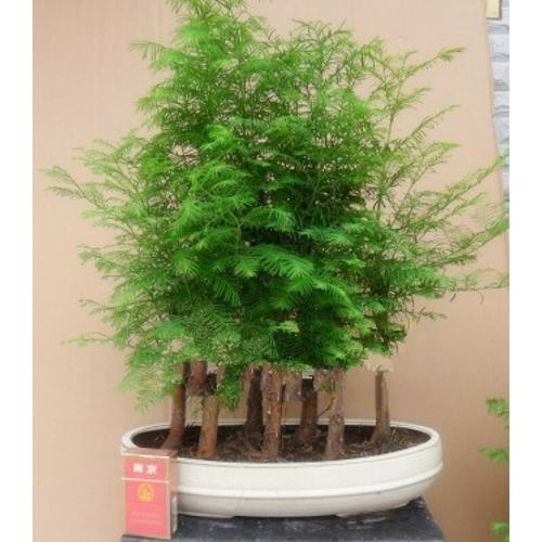 水杉盆景养殖方法,水杉盆景养殖方法和注意事项?-第6张图片-优品飞百科 水杉盆景养殖方法,水杉盆景养殖方法和注意事项?-第6张图片-优品飞百科