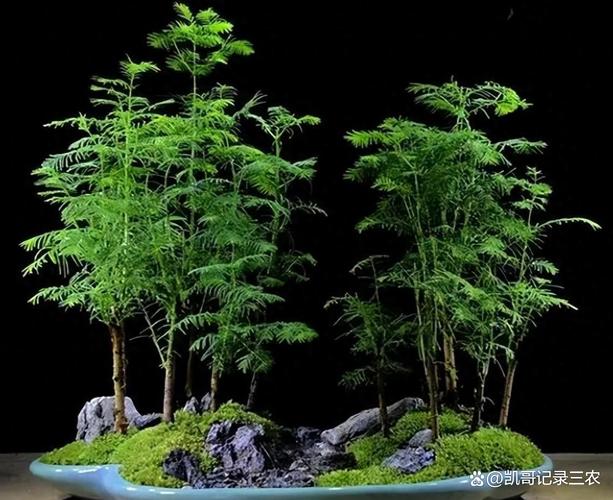 水杉盆景养殖方法,水杉盆景养殖方法和注意事项?-第7张图片-优品飞百科 水杉盆景养殖方法,水杉盆景养殖方法和注意事项?-第7张图片-优品飞百科