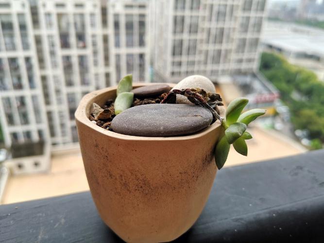 多肉换盆要警惕？多肉植物换盆时需要注意什么？