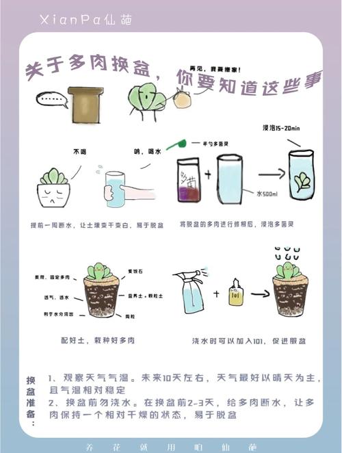 多肉换盆要警惕？多肉植物换盆时需要注意什么？-第2张图片-优品飞百科