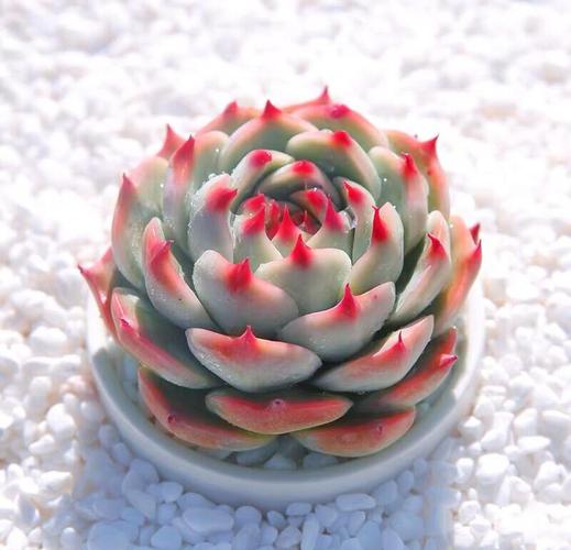 多肉换盆要警惕？多肉植物换盆时需要注意什么？-第3张图片-优品飞百科