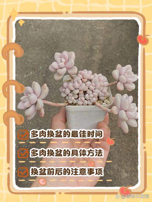 多肉换盆要警惕？多肉植物换盆时需要注意什么？-第4张图片-优品飞百科