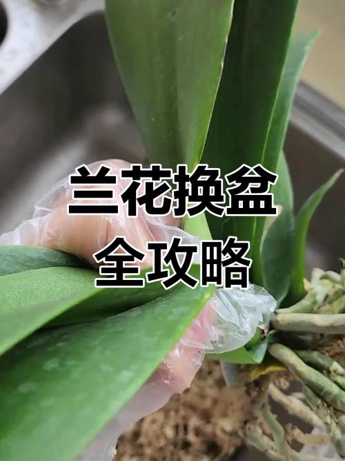 兰花如何修根，兰花如何修根视频教程？