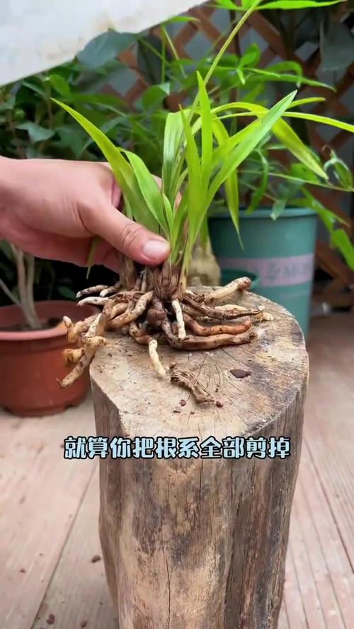 兰花如何修根，兰花如何修根视频教程？-第2张图片-优品飞百科