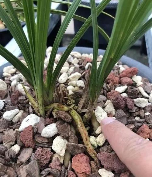 兰花如何修根，兰花如何修根视频教程？-第3张图片-优品飞百科
