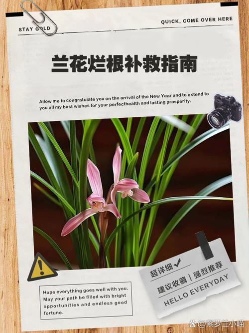 兰花如何修根，兰花如何修根视频教程？-第5张图片-优品飞百科