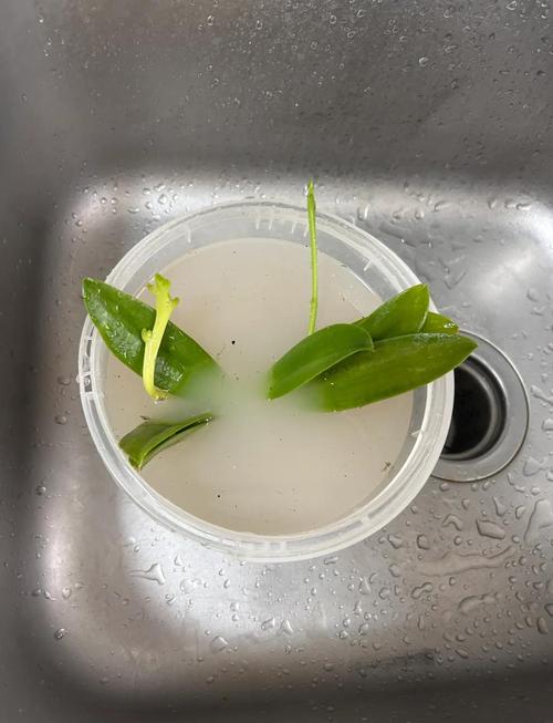 兰花如何修根，兰花如何修根视频教程？-第7张图片-优品飞百科