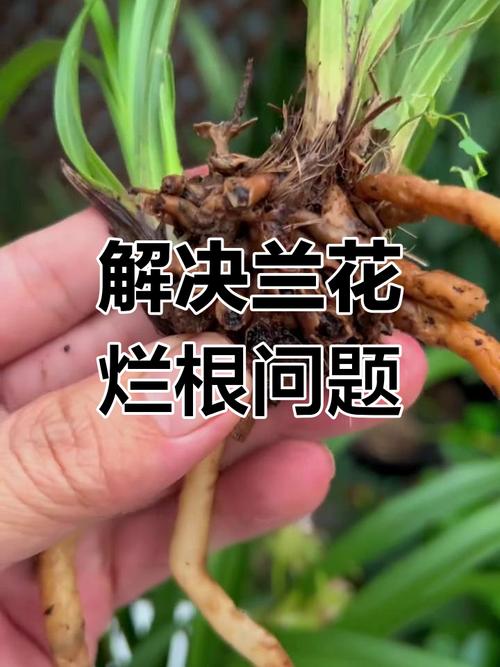 兰花如何修根，兰花如何修根视频教程？-第6张图片-优品飞百科