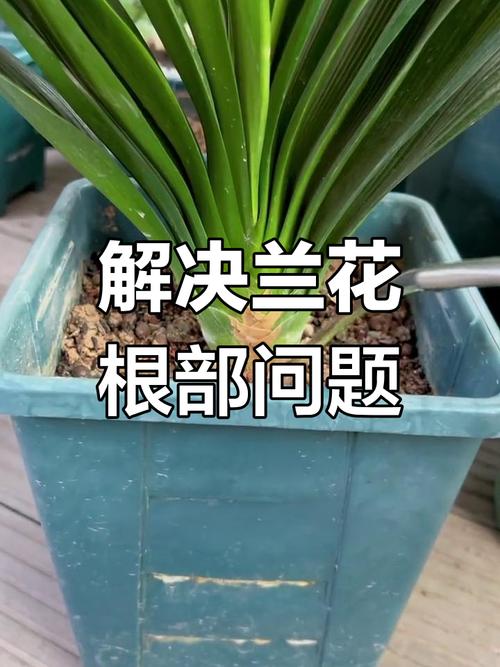 兰花如何修根，兰花如何修根视频教程？-第8张图片-优品飞百科