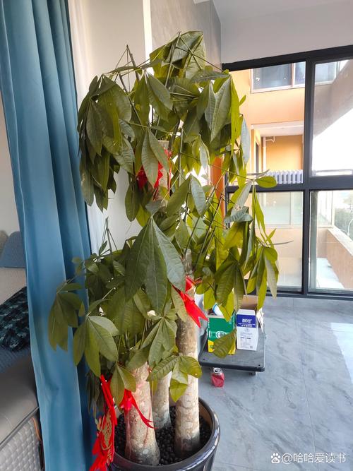 发财树冬天零下会冻死吗，发财树在零下几度会冻死吗-第1张图片-优品飞百科