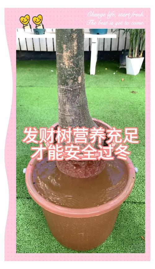 发财树冬天零下会冻死吗，发财树在零下几度会冻死吗-第2张图片-优品飞百科