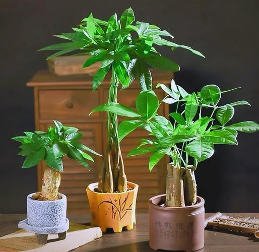 发财树冬天零下会冻死吗，发财树在零下几度会冻死吗-第3张图片-优品飞百科