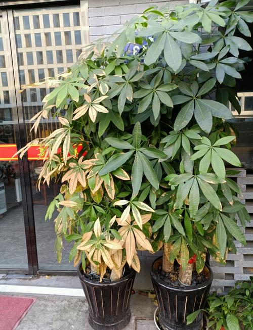 发财树冬天零下会冻死吗，发财树在零下几度会冻死吗-第4张图片-优品飞百科