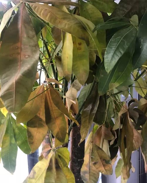 发财树冬天零下会冻死吗，发财树在零下几度会冻死吗-第5张图片-优品飞百科