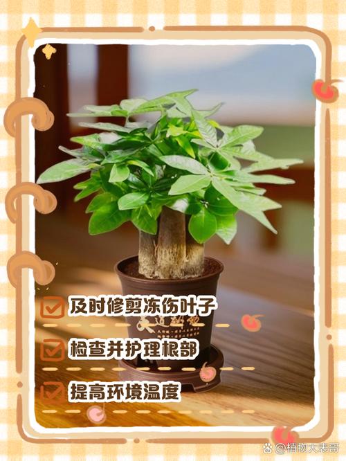 发财树冬天零下会冻死吗，发财树在零下几度会冻死吗-第6张图片-优品飞百科