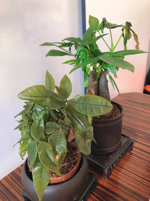 发财树冬天零下会冻死吗，发财树在零下几度会冻死吗-第8张图片-优品飞百科