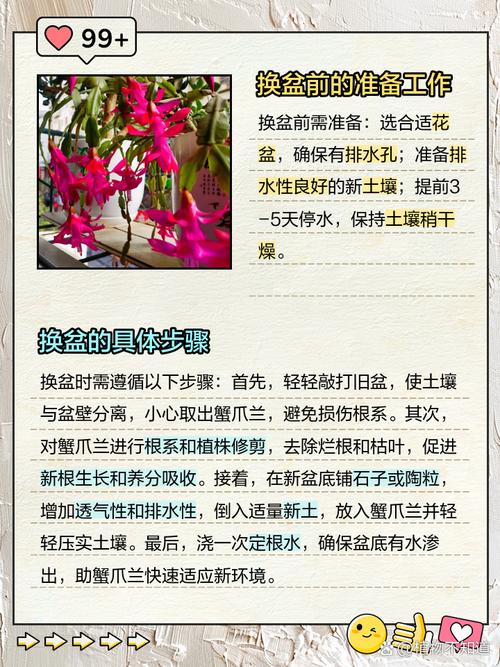 蟹爪兰如何换盆？蟹爪兰怎么换盆？