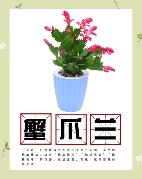 蟹爪兰如何换盆？蟹爪兰怎么换盆？-第2张图片-优品飞百科