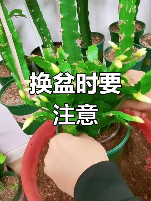 蟹爪兰如何换盆？蟹爪兰怎么换盆？-第3张图片-优品飞百科