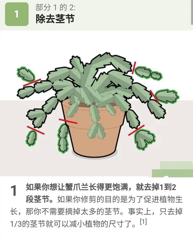 蟹爪兰如何换盆？蟹爪兰怎么换盆？-第4张图片-优品飞百科