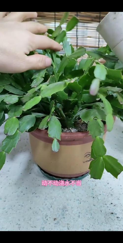 蟹爪兰如何换盆？蟹爪兰怎么换盆？-第5张图片-优品飞百科