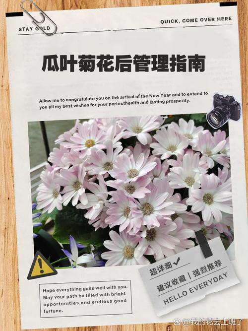 如何使瓜叶菊在元旦开花，瓜叶菊开花后怎么修剪？